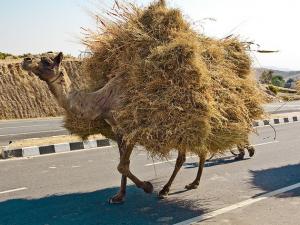 camel straw Flickr The.Rohit_.jpg